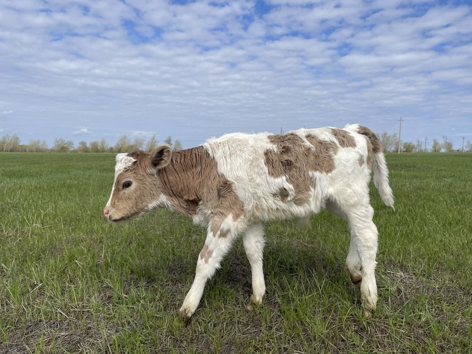 Бычок 2-х недельный