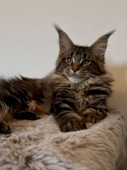 Maine Coon cu pedigree