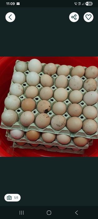 Vând Ouă de gaina