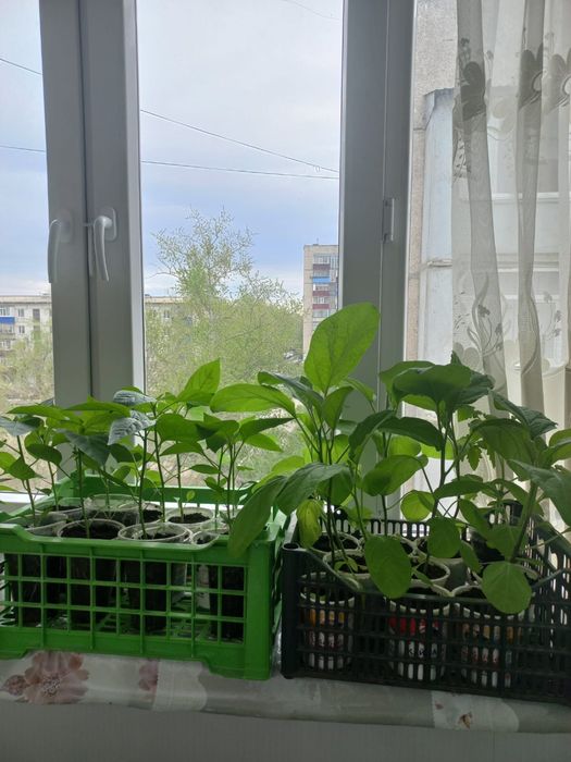 Рассада баклажан и сладкий перец