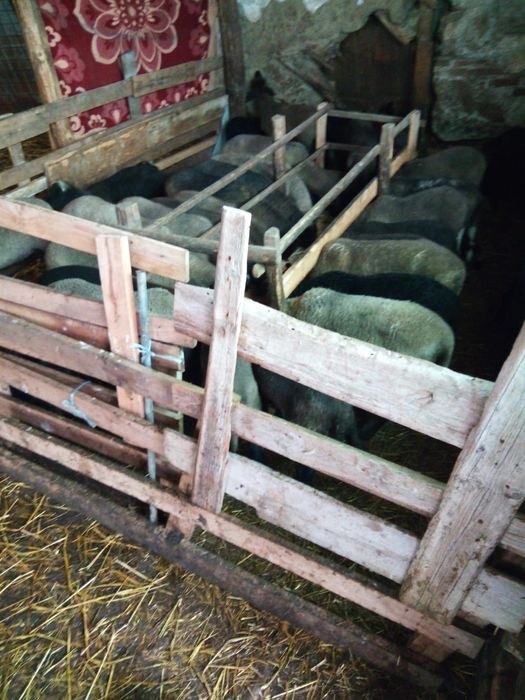 Vând miei de paște!