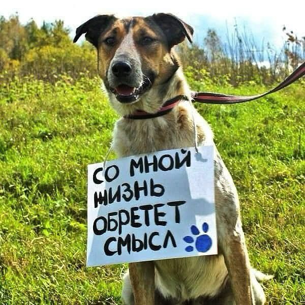 ЛУЧШИЕ собаки Кокшетау !