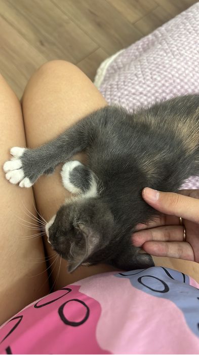 Отдам в добрые руки котят