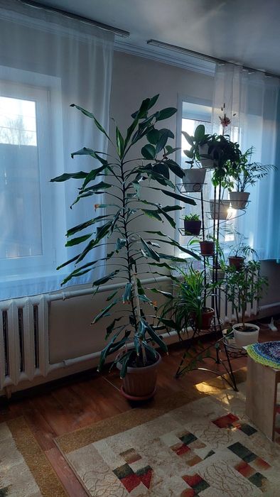 Продам  комнатное  растение