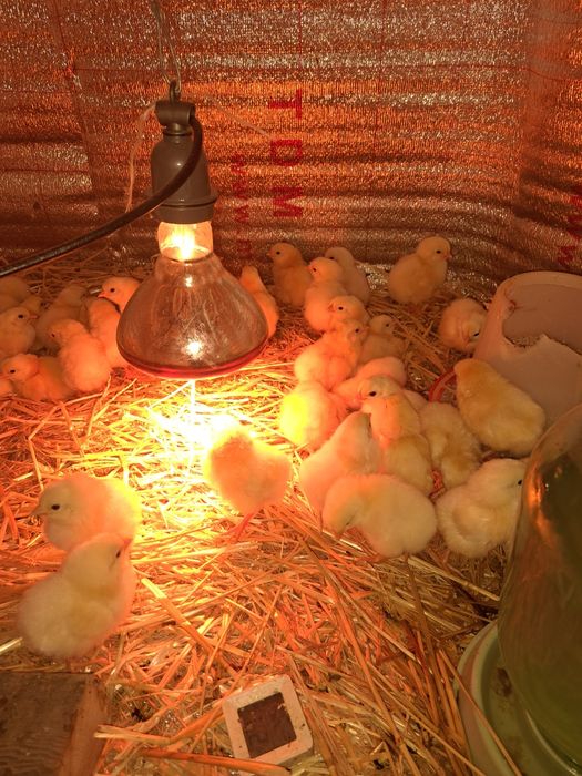 Продам цыплята Адлере серебристый