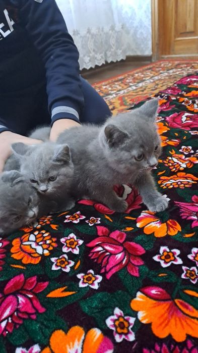 Scottish fold 2.5 oylik