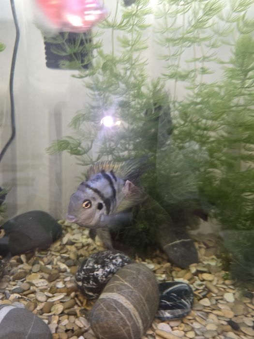 Продам аквариум 100 литров