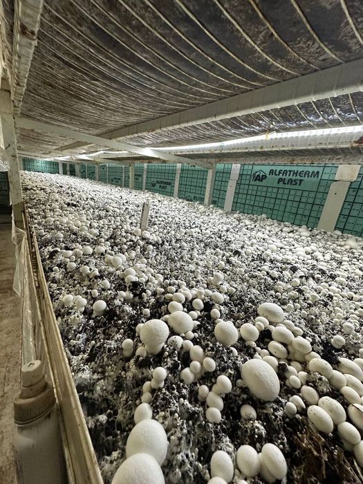 Qoʻziqorin sotish va yetishtirish