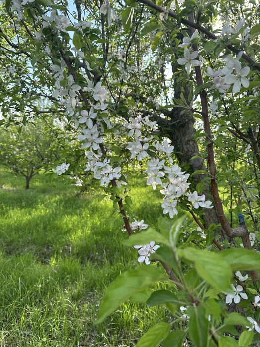 Плодоносящий сад