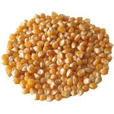 Porumb pentru floricele(popcorn) din productie proprie ,fara chimicale