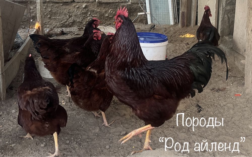 Яйцо для инкубаций