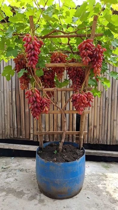 Vita de vie de masă la ghiveci anul 3