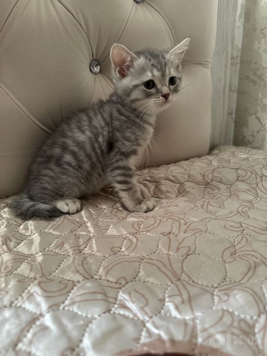 Котенок Шотландский