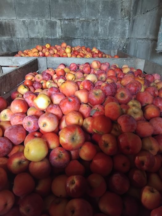 Mere de vânzare calitatea intai