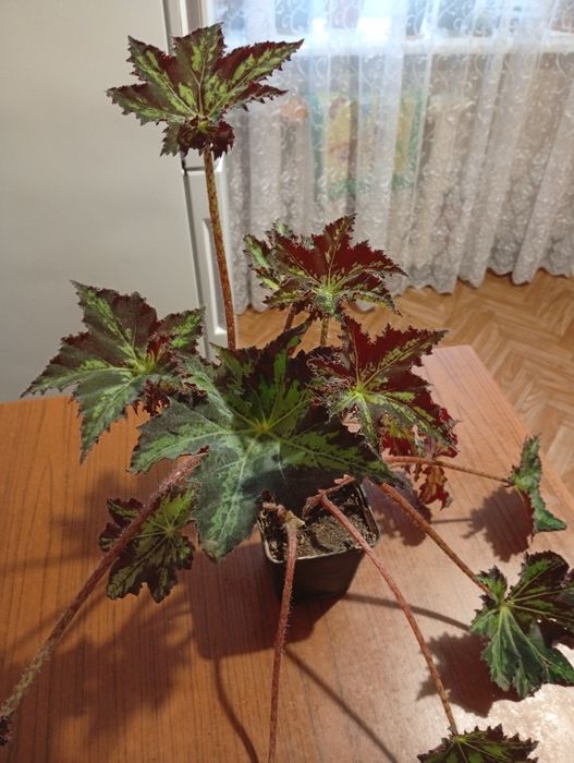 Продам комнатный цветок бегонию.