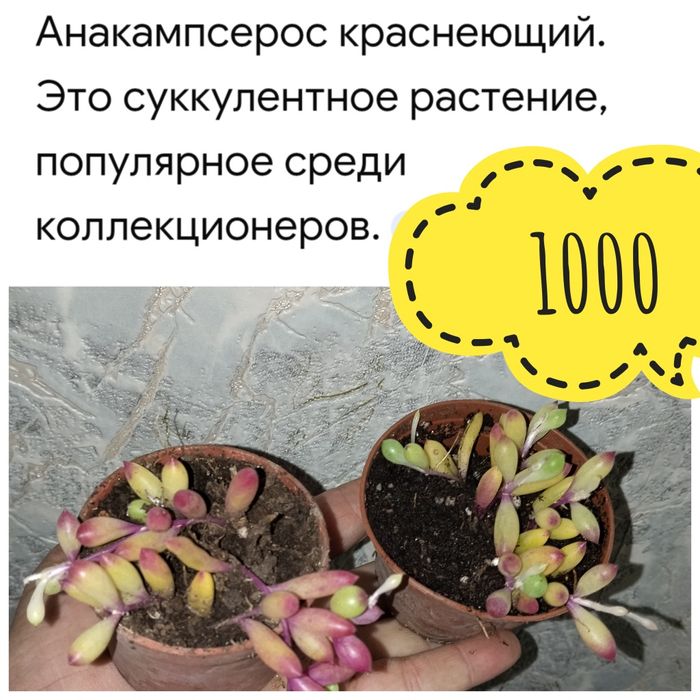 Цветы  комнатные