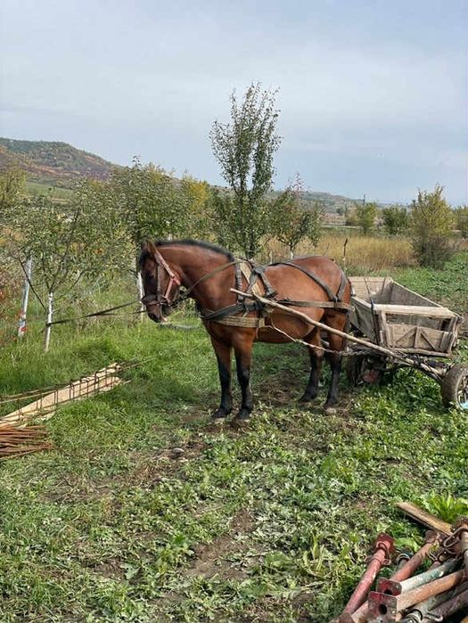 Cînd cal castrat de 9 ani probe la fata locului