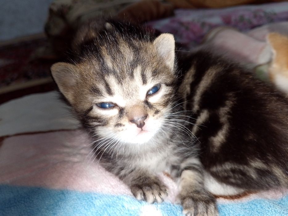 Отдам дарим милых котят в заботливых рукам