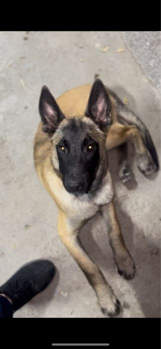 Бельгийская овчарка Малинуа