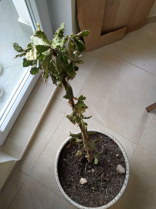 Подарявам два кактуса