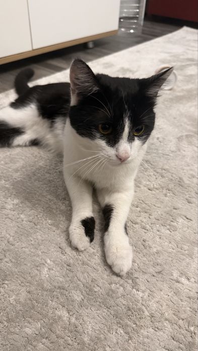 Бесплатно кошку отдадим