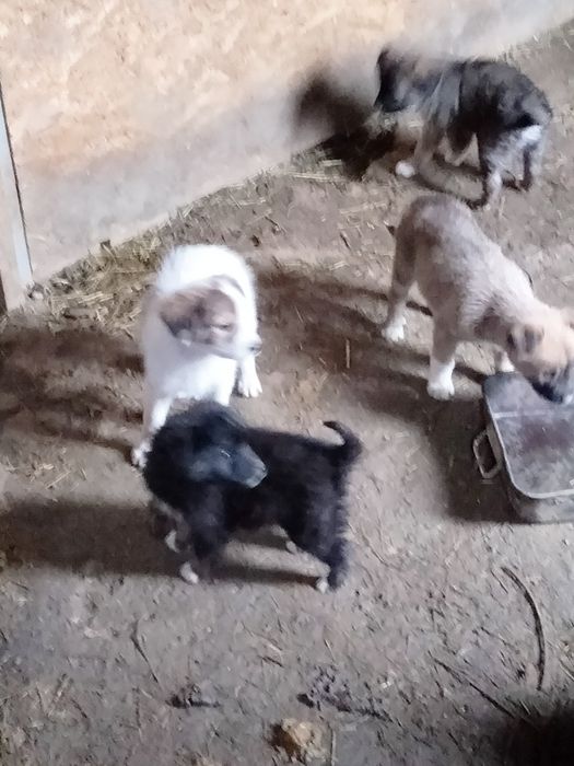 Donez căței fete și băieți