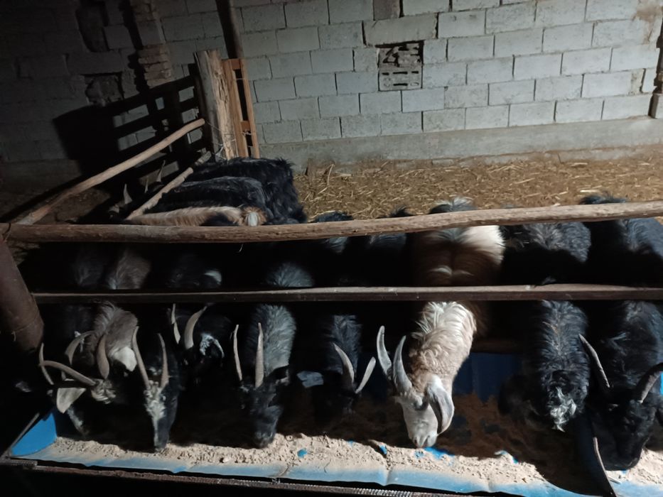 Echkilar tirik vazinga sotiladi