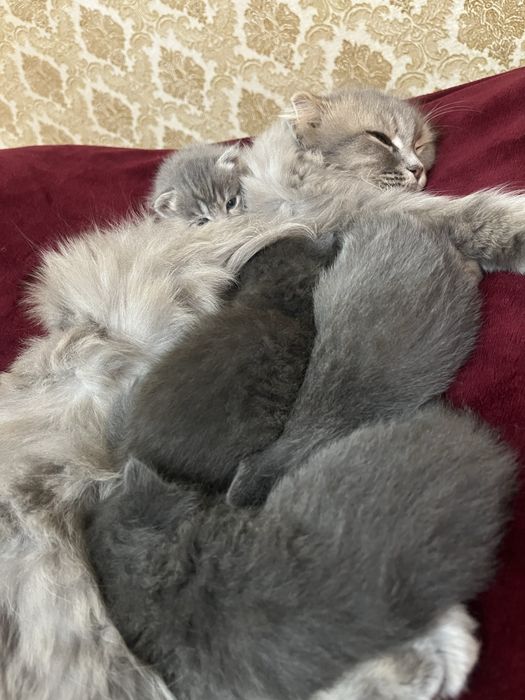 Котенок вислоухие