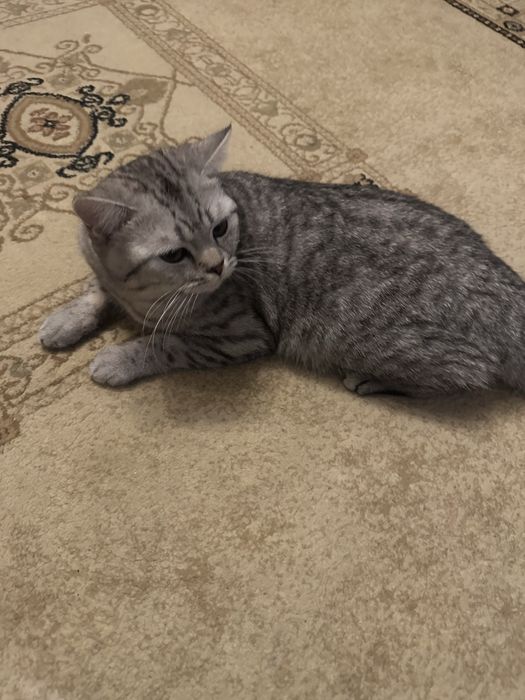 Ищем кошку для кота