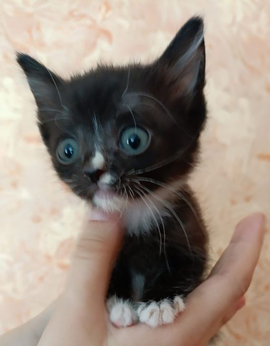 Отдам котят в добрые руки