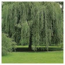 Vand sălcii pletoase la ghiveci  și arbori de mătase la ghiveci