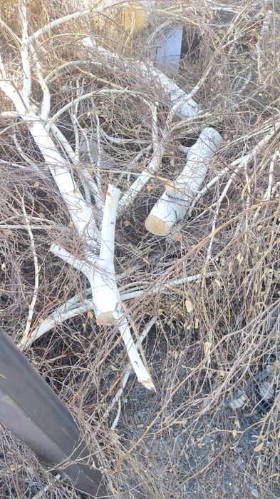 Отдам дрова дерево