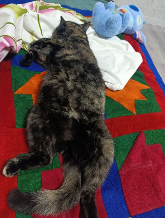 Отдам кошку срочно