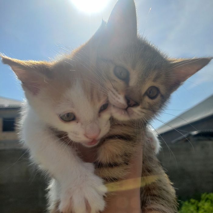Котёнок девочка 1,5 месяцев