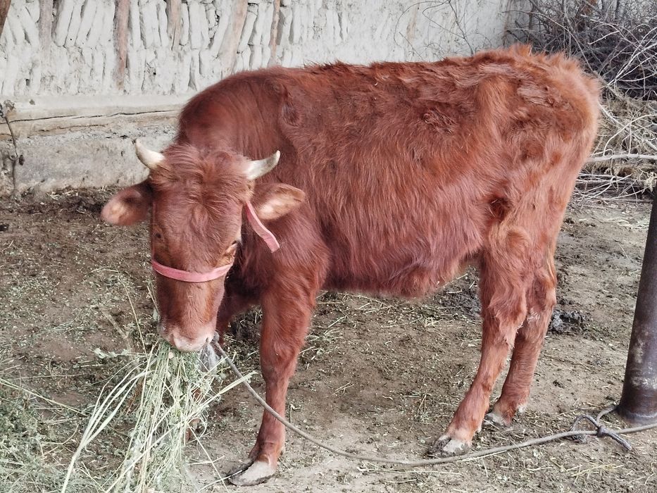 Боқилган Ғуножин сотилади (қисир)