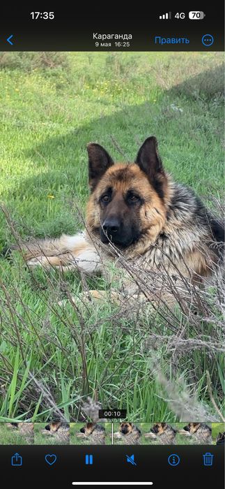 Шенки немецких овчарок,