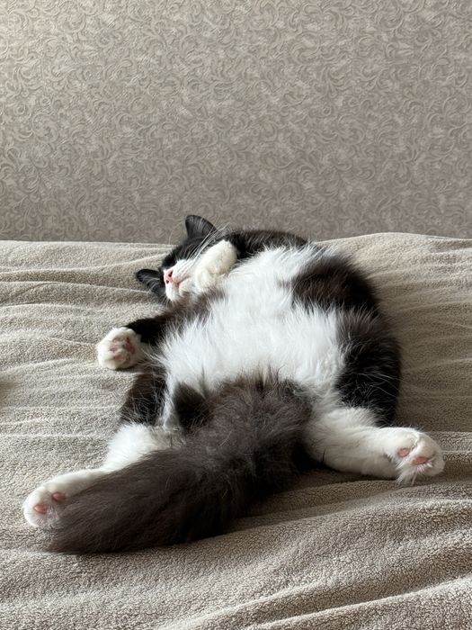 Отдам котика в добрые руки