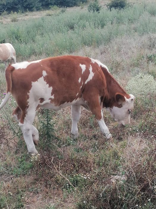 Vaca si junica de vanzare