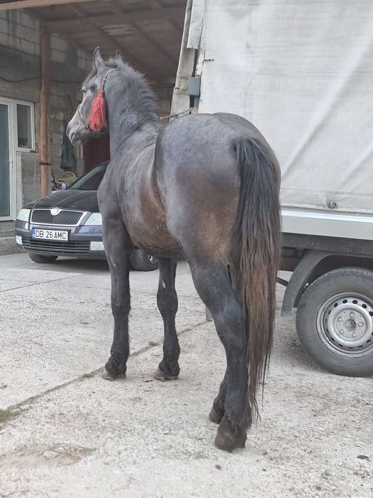 Armăsar de 2ani de vânzare