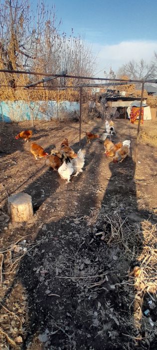 Продам молодых Петухов