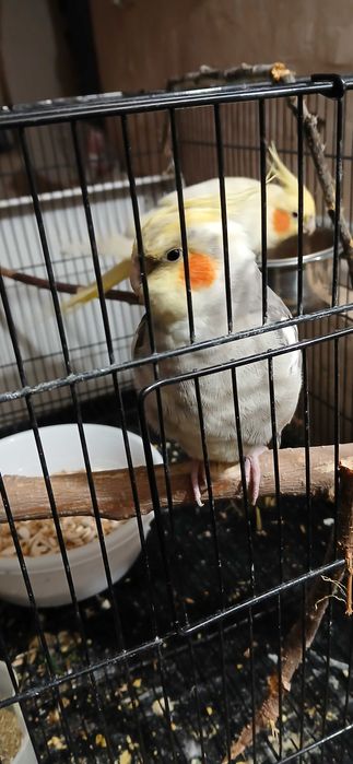 Корелла попугай парочка.