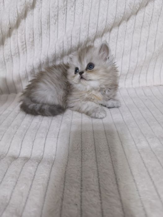 Персидские котята