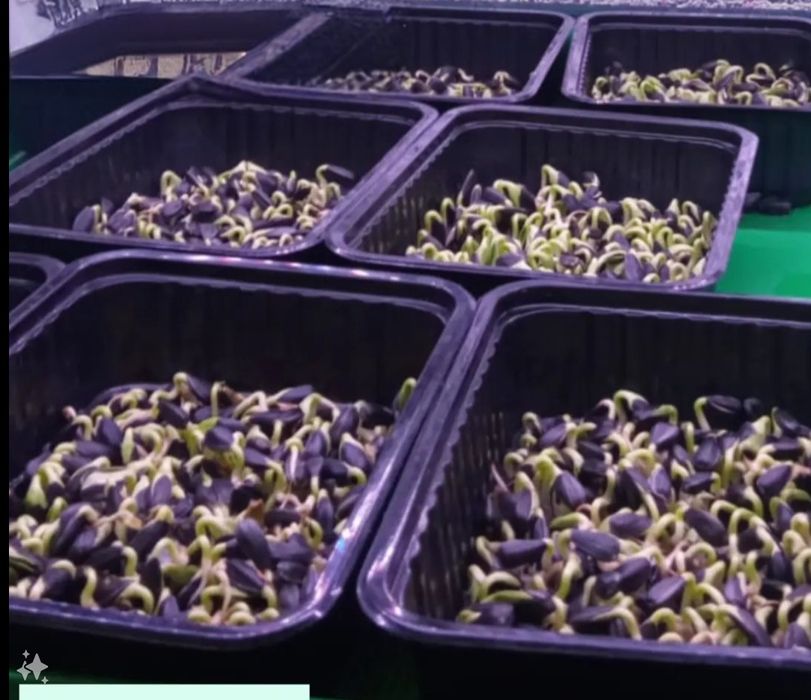 Гидропоника, сити-ферма