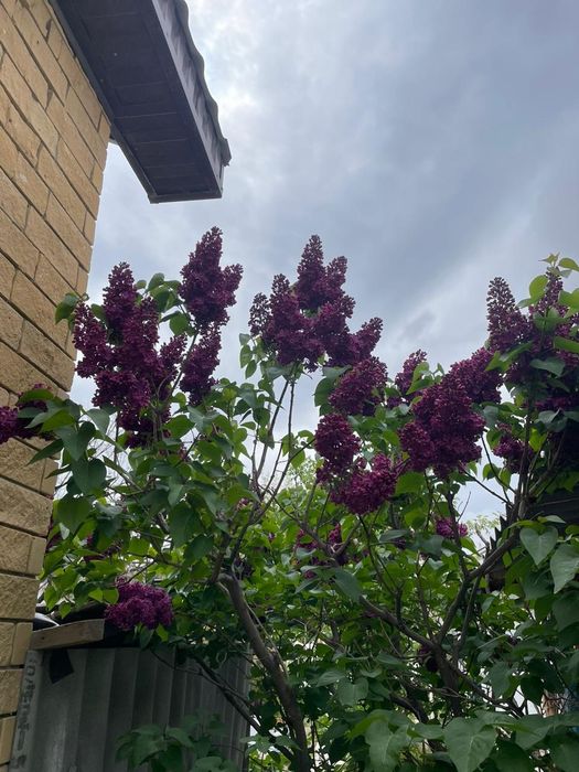 Продаётся сирень