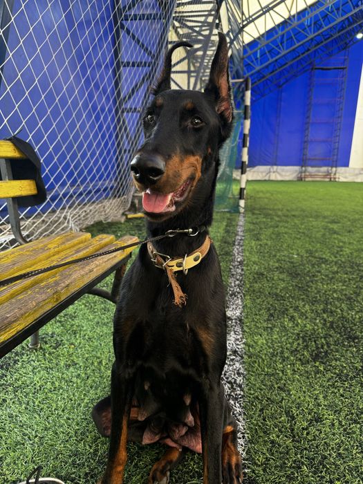 Срочно! Щенки доберамана