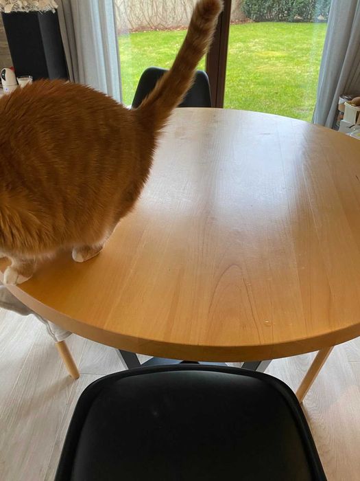 кръгла маса масив