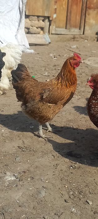 Продам домашних кур и петухов