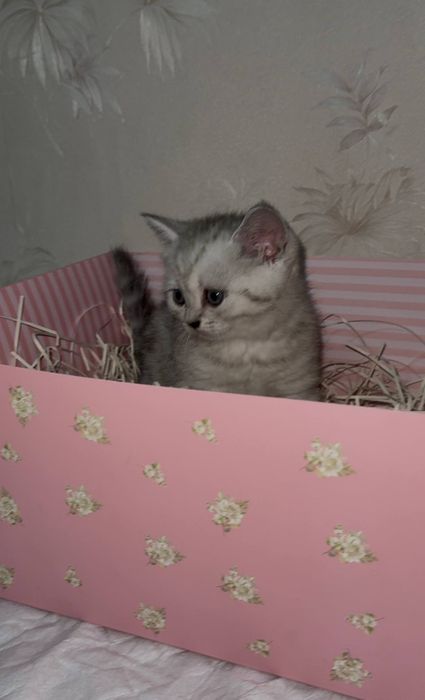 Британский котёнок  милый малыш