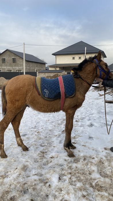 жеребята 8 месяцев