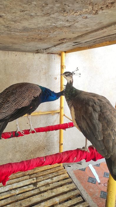 Продаются домашние павлины